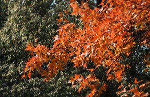 《冬去春来》迅雷资源国语版百度网盘加长版「HD1080P/3.6G-MP4」