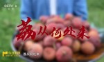 “李善德”荔枝：人生百味一尝便知