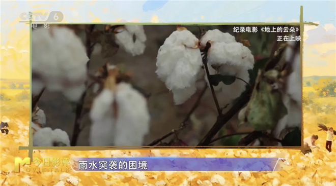 《地上的云朵》:新疆棉田里的“云絮”坠落-4 《地上的云朵》:新疆棉田里的“云絮”坠落-4