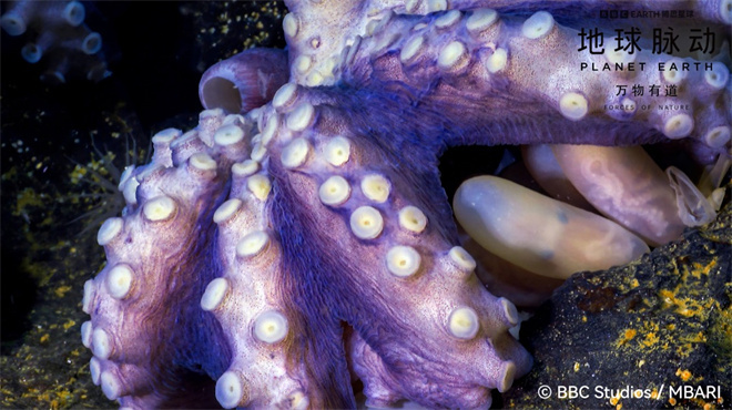 《地球脉动:万物有道》预告:同行万物,回归本真-2 《地球脉动:万物有道》预告:同行万物,回归本真-2